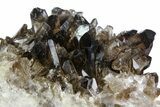 Dark Smoky Quartz Crystal Cluster - Brazil #154153-1